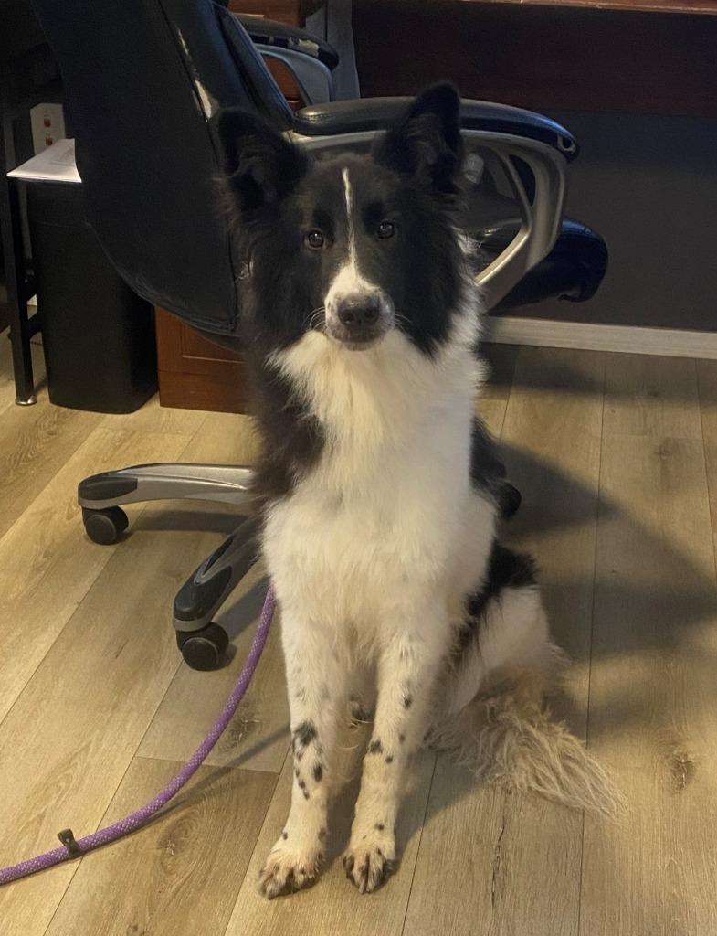 Scrat, Adopted, Adult Female Collie & Mixed Breed.