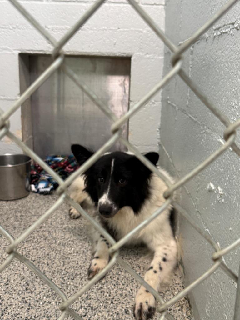 Enlarge Scrat, a Adopted mixed breed in Chino Valley, AZ image 2/3