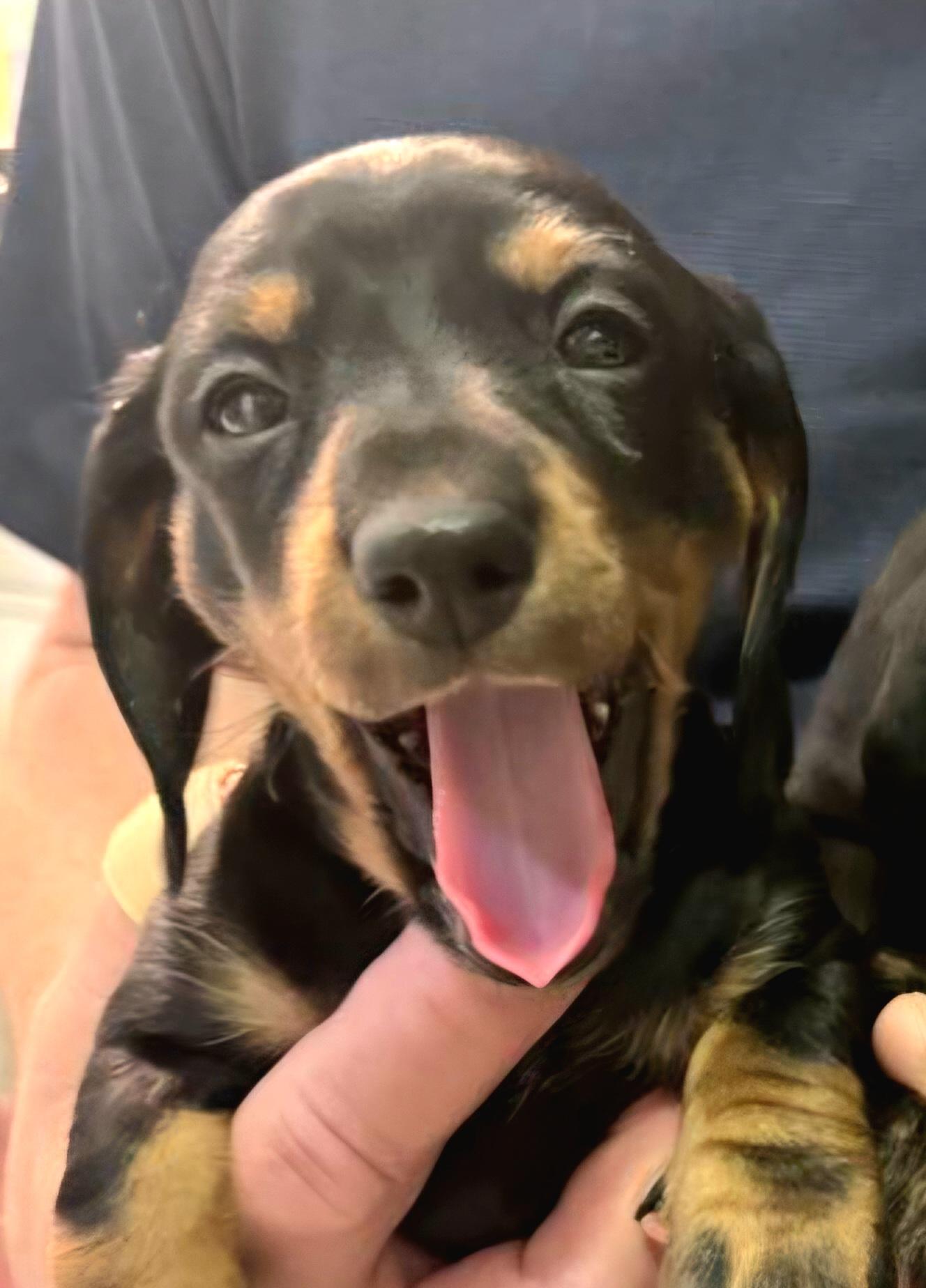 Enlarge Maggie--Adoption Pending, a Adoptable Dachshund in Omaha, NE image 1/1