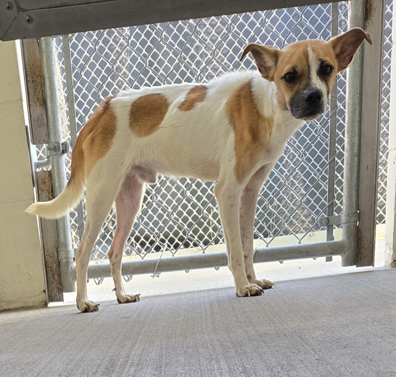 Enlarge Rusty, a Adopted mixed breed in Black River Falls, WI image 2/2