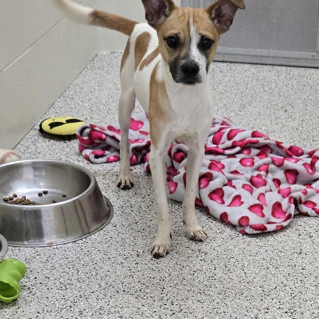 Rusty, Adopted, Young Male Jack Russell Terrier & Mixed Breed.