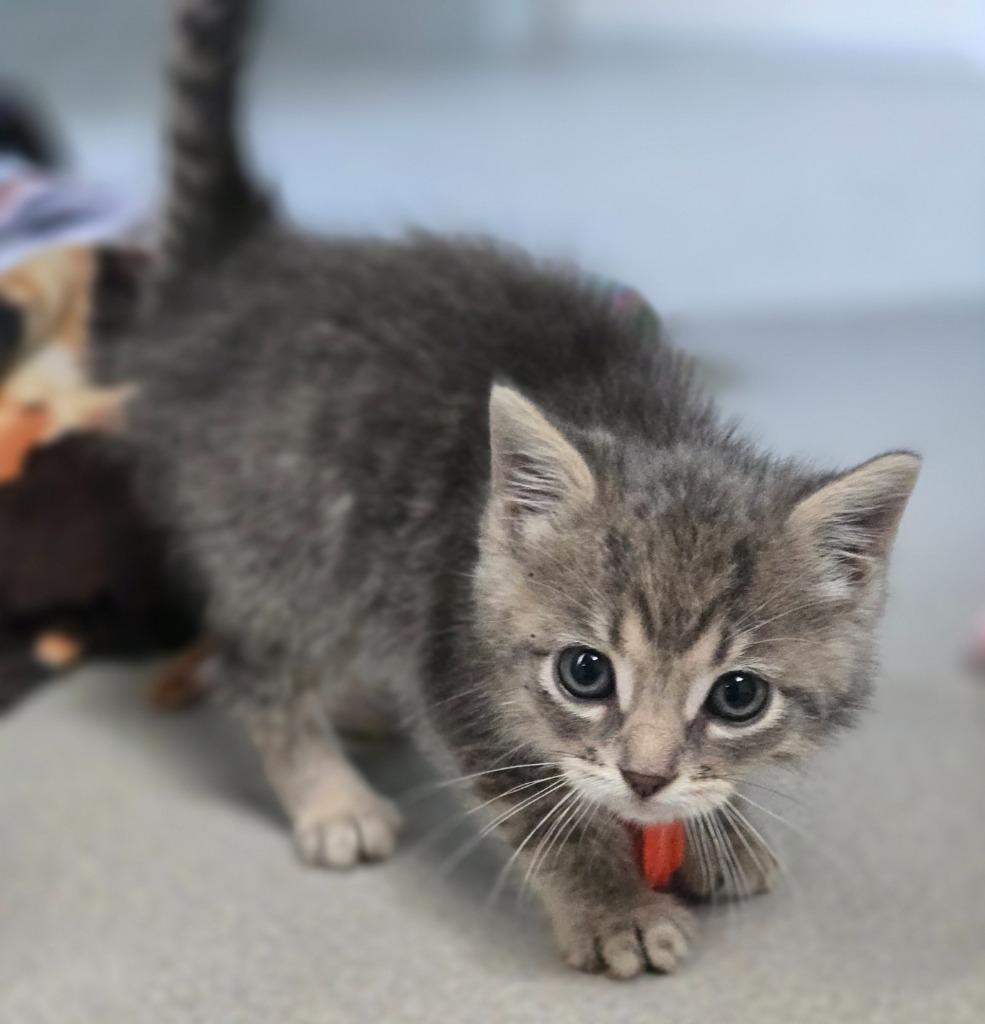 Enlarge Quinn, a Adoptable mixed breed in Viroqua, WI image 1/1
