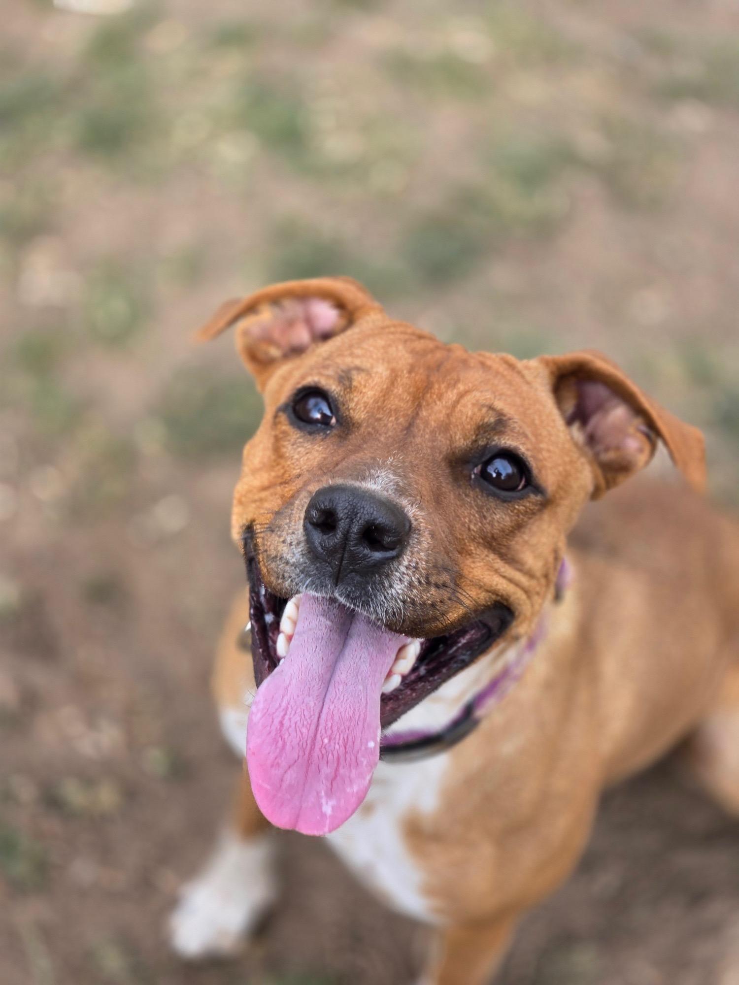 Poppy, a Adoptable mixed breed in Durango, CO image 1/6