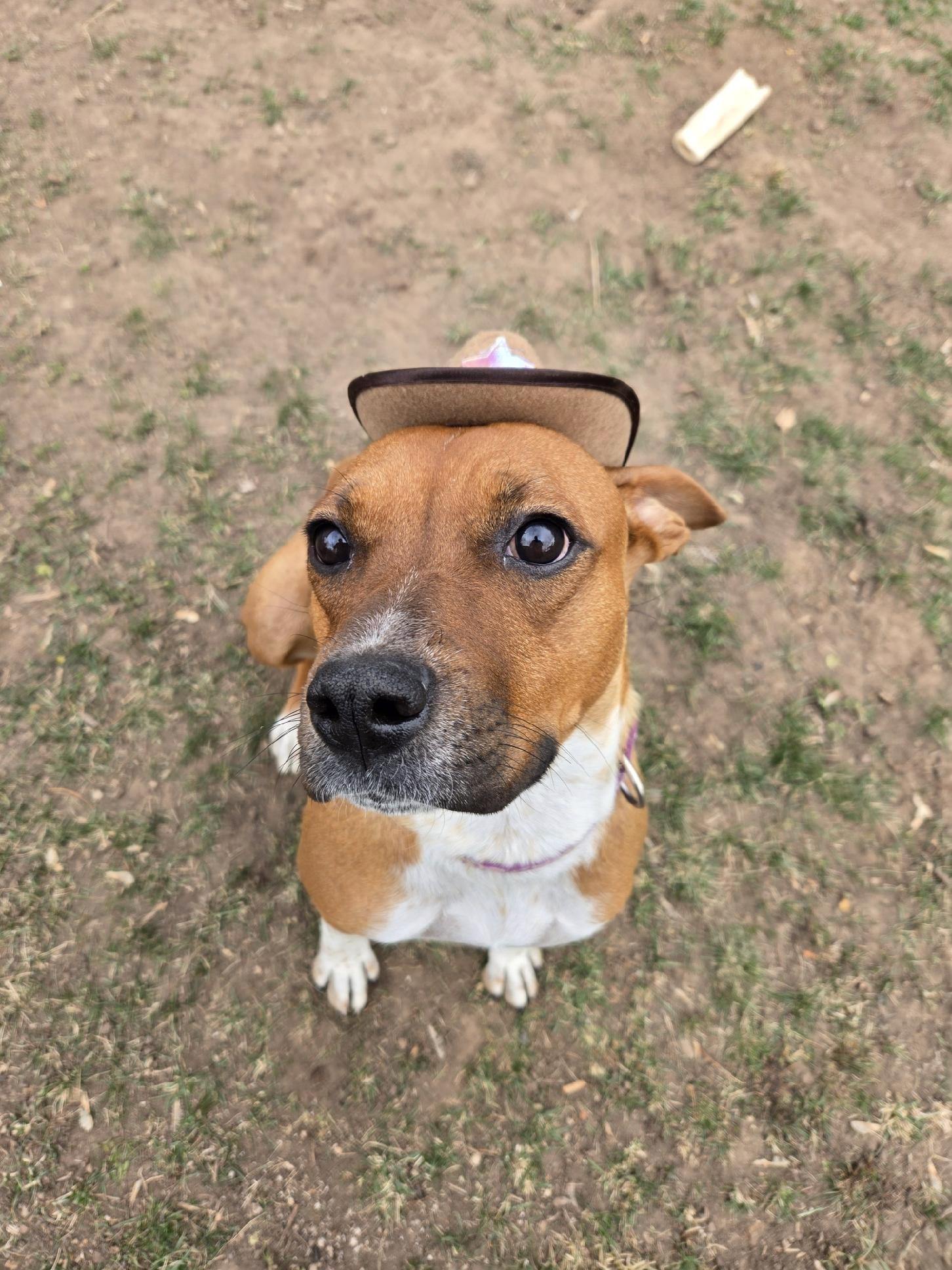 Poppy, a Adoptable mixed breed in Durango, CO image 2/6