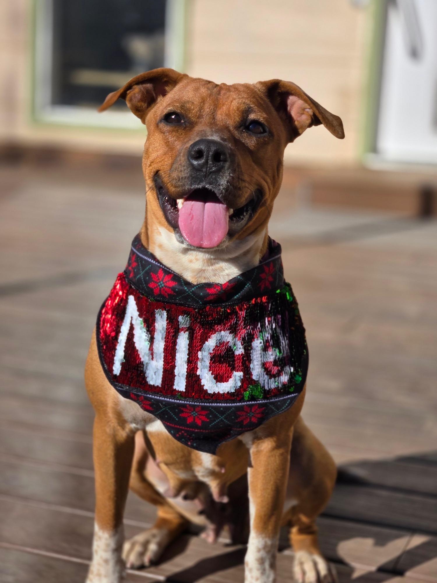 Poppy, a Adoptable mixed breed in Durango, CO image 3/6