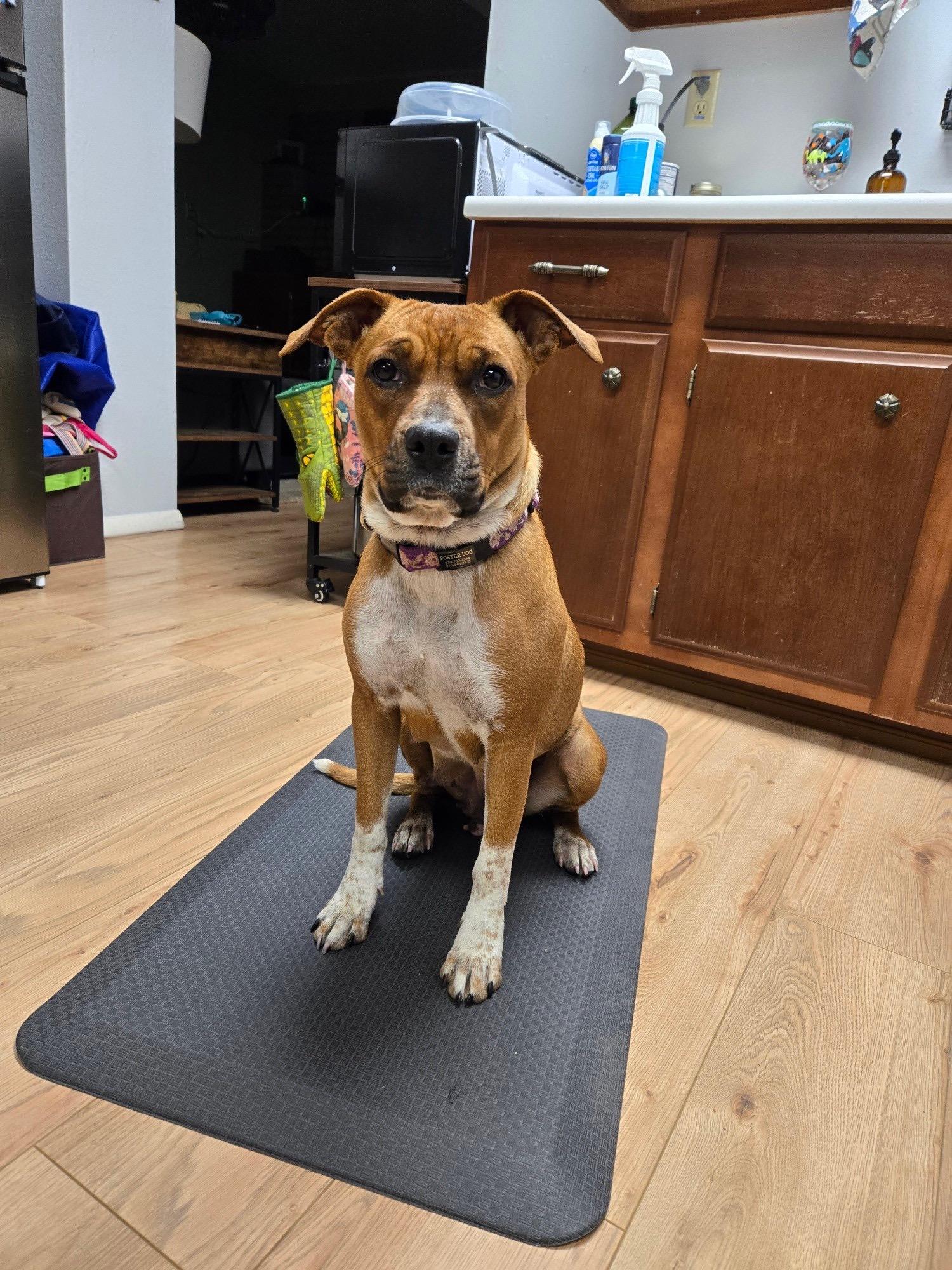 Poppy, a Adoptable mixed breed in Durango, CO image 4/6