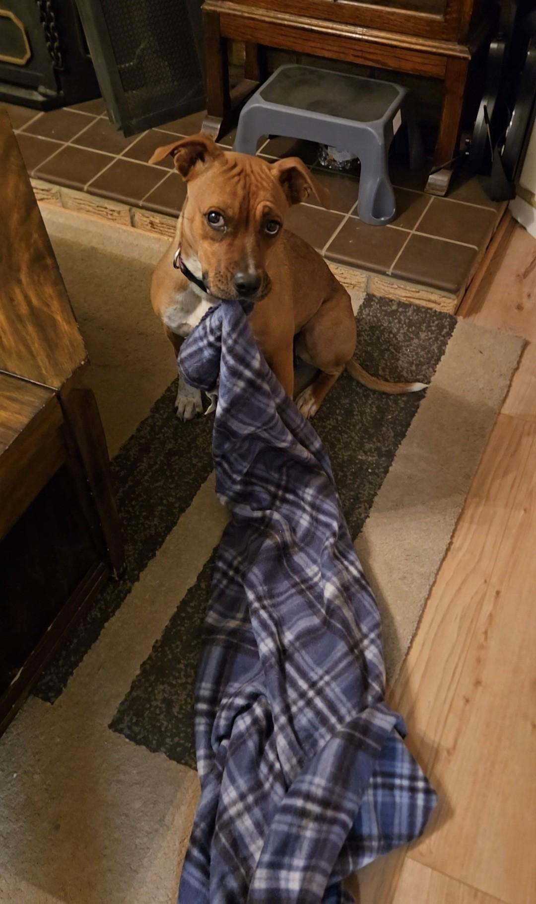 Poppy, a Adoptable mixed breed in Durango, CO image 5/6