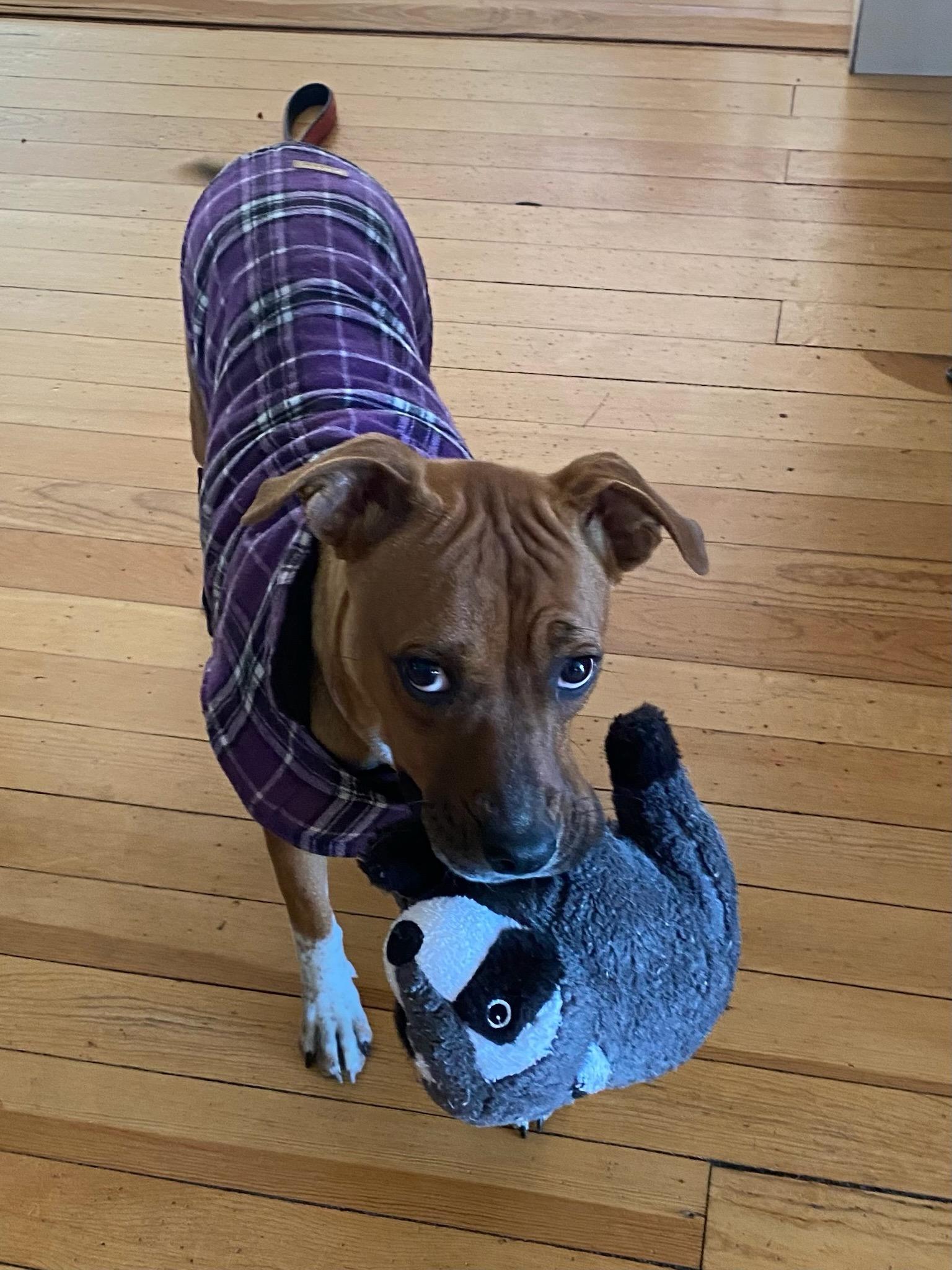 Poppy, a Adoptable mixed breed in Durango, CO image 6/6