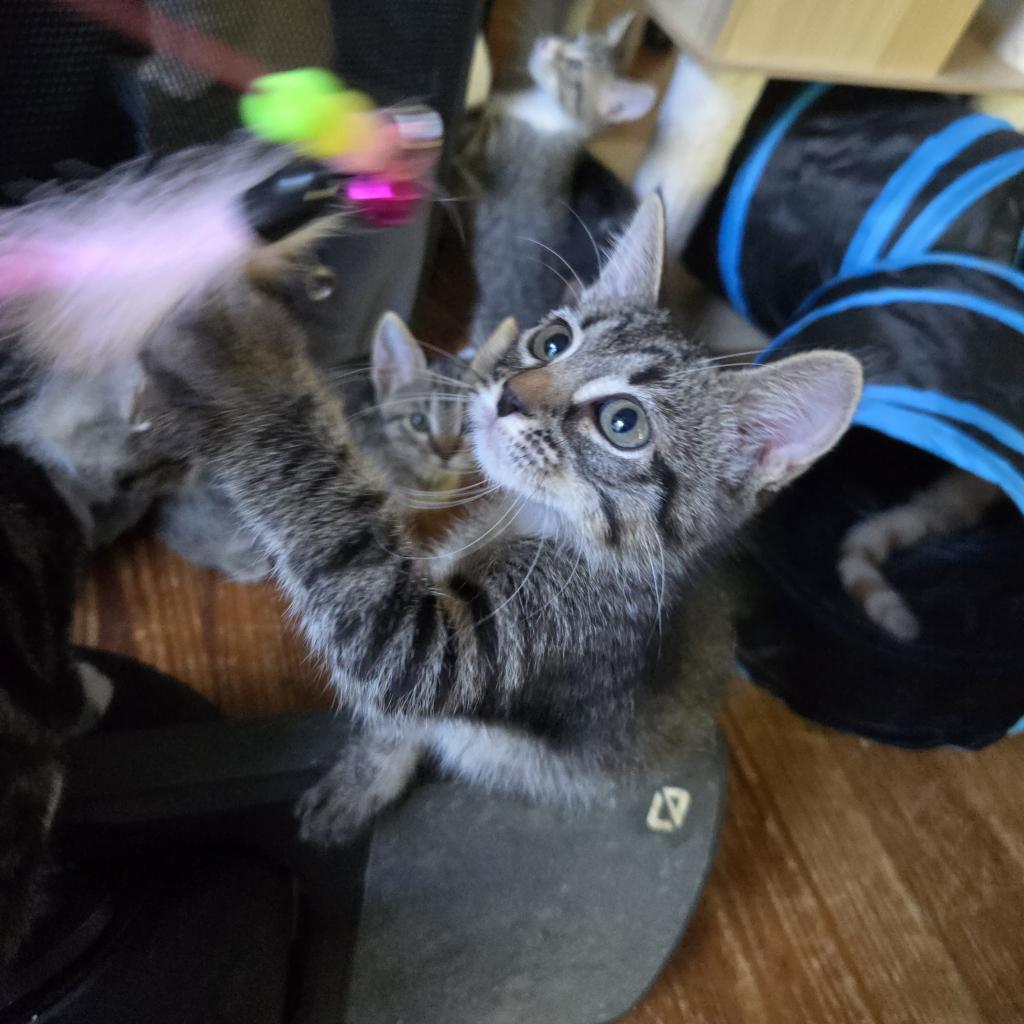 Ellie, Adoptable, Adult Female Domestic Short Hair.