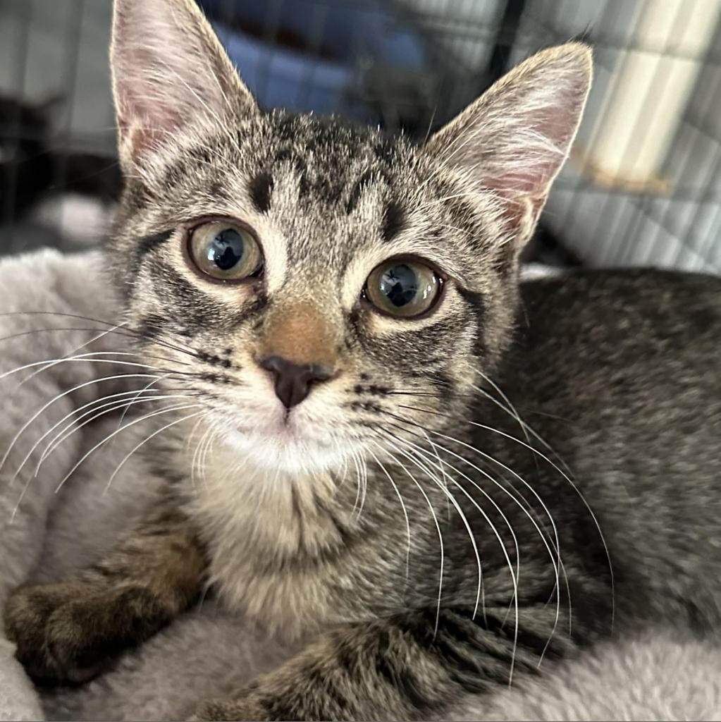 Enlarge Ellie, a Adoptable Domestic Short Hair in Fort Worth, TX image 2/4