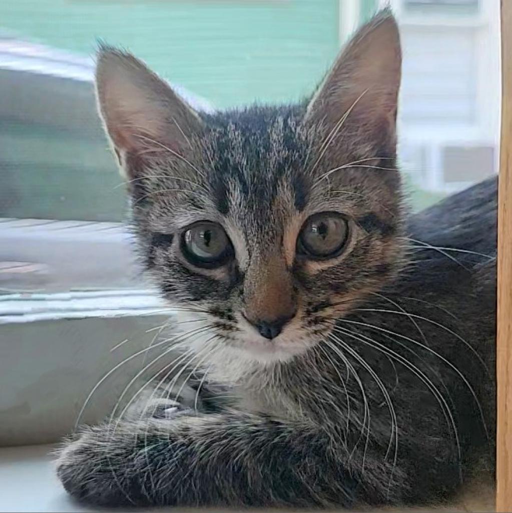 Enlarge Ellie, a Adoptable Domestic Short Hair in Fort Worth, TX image 3/4