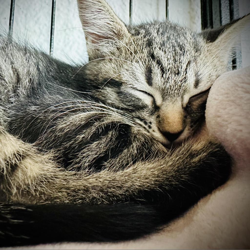 Enlarge Ellie, a Adoptable Domestic Short Hair in Fort Worth, TX image 4/4