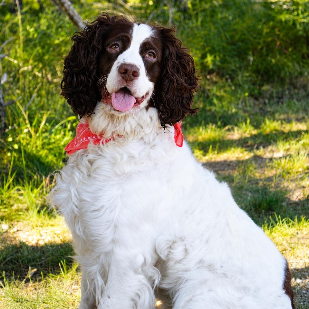 Bambi, ADOPTABLE, Adult Female English Springer Spaniel & Spaniel.