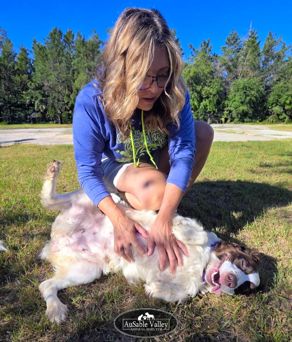 Bambi, a ADOPTABLE mixed breed in Grayling, MI image 4/6