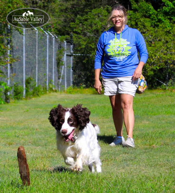Bambi, a ADOPTABLE mixed breed in Grayling, MI image 5/6