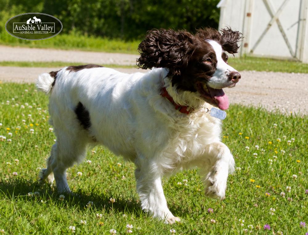 Bambi, a ADOPTABLE mixed breed in Grayling, MI image 2/6