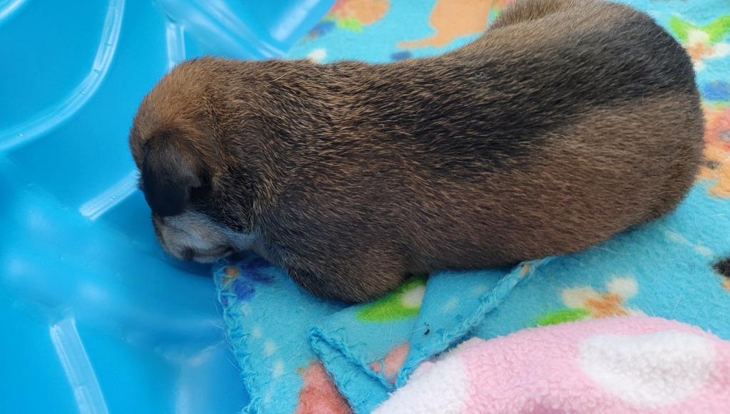 Buttercup, Adoptable, Puppy Female Mixed Breed.