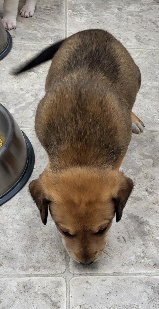 Enlarge Buttercup, a Adoptable mixed breed in Medford, WI image 2/2