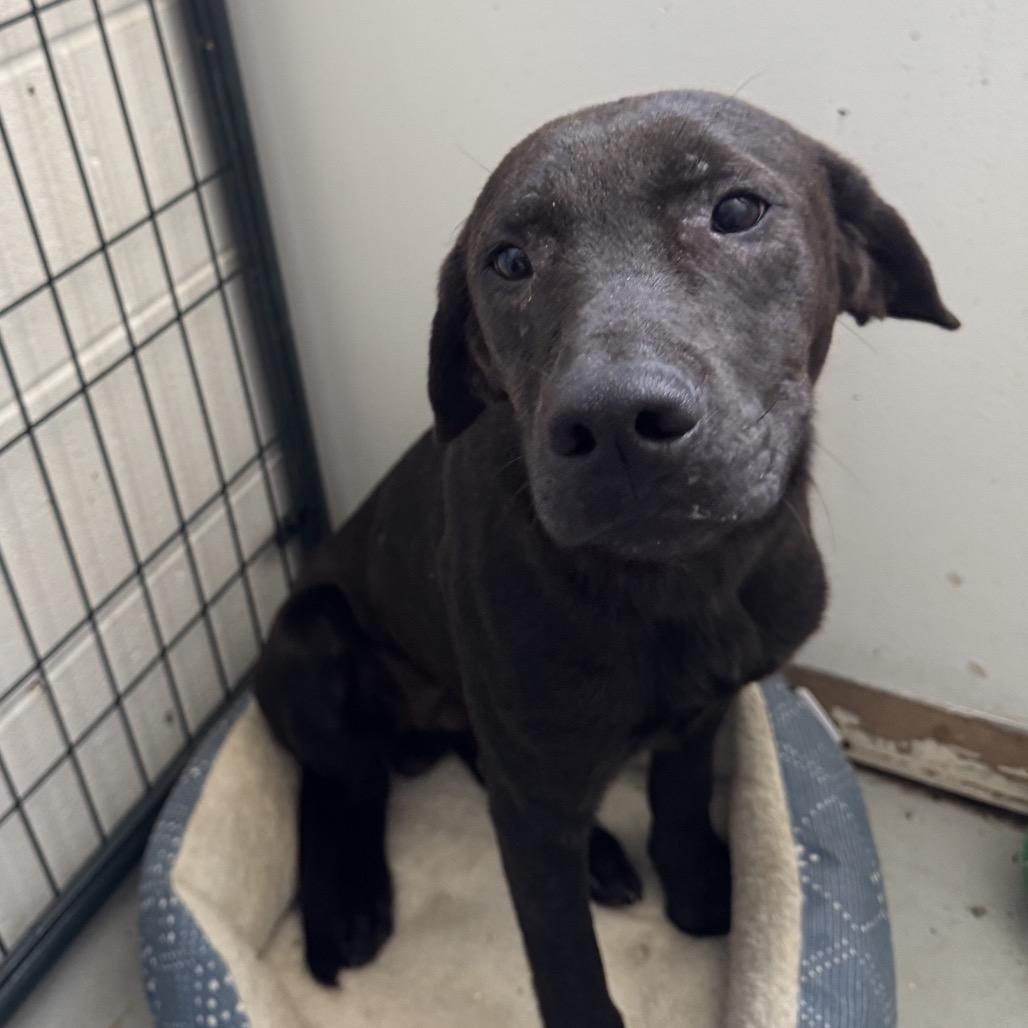 Ash, Adoptable, Young Male Black Labrador Retriever.
