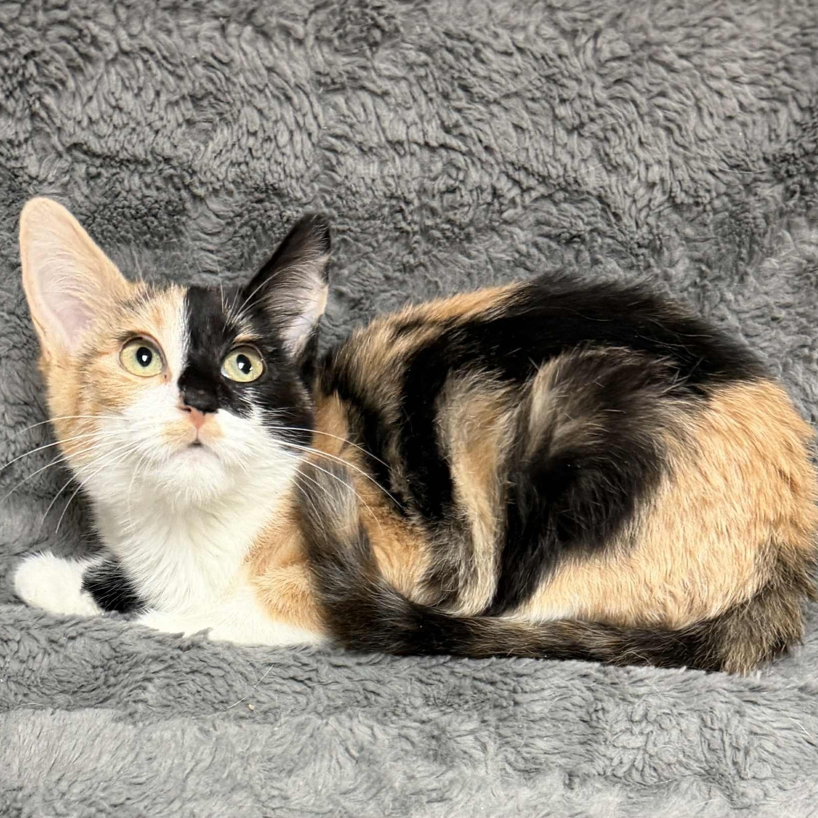 Vivian, adopted, Kitten Female Domestic Short Hair.