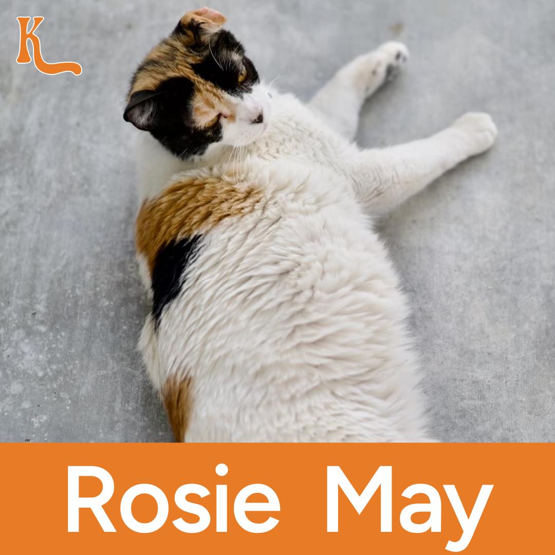 Rosie May, Adult Female Domestic Short Hair
