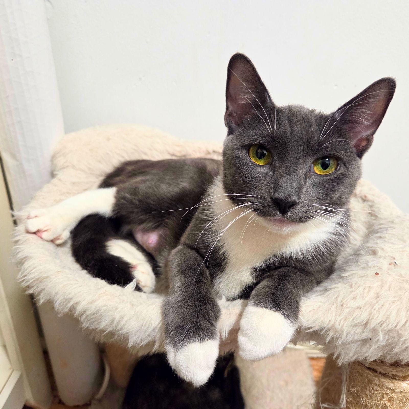 Peanut Butter, Adoptable, Adult Female Domestic Short Hair.