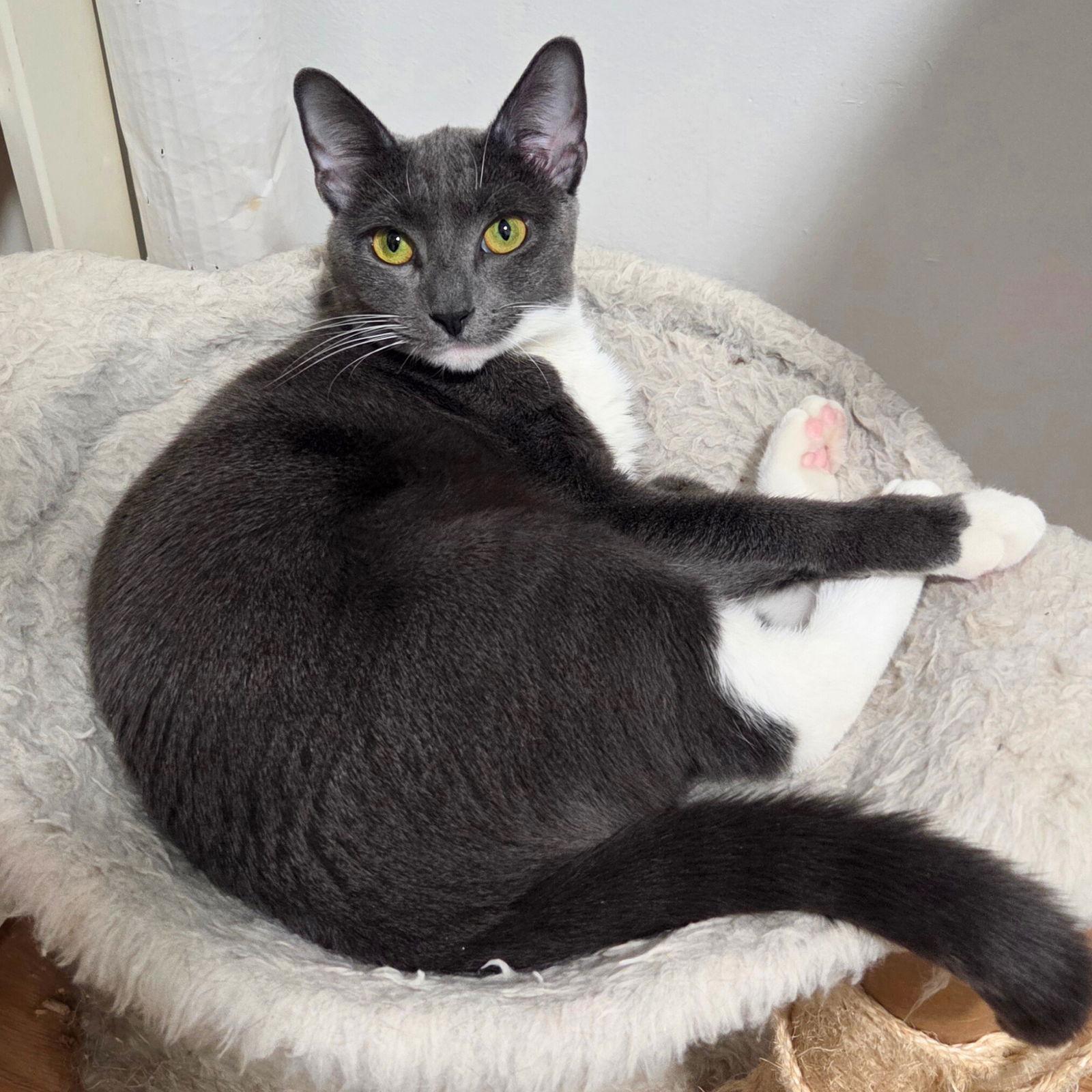 Enlarge Peanut Butter, a Adoptable Domestic Short Hair in Brooklyn, NY image 1/3