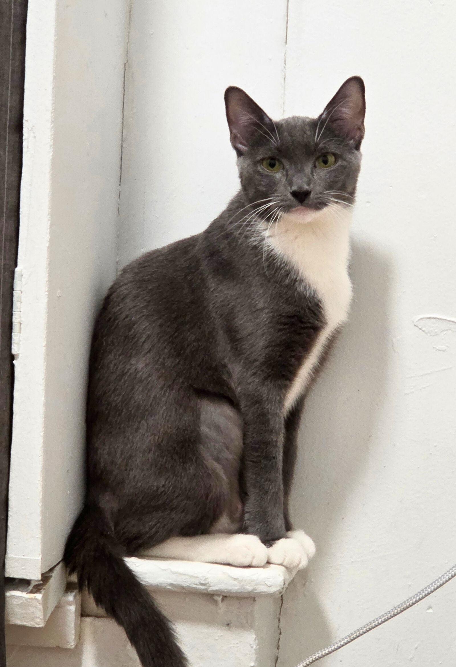 Peanut Butter, Adoptable, Adult Female Domestic Short Hair.