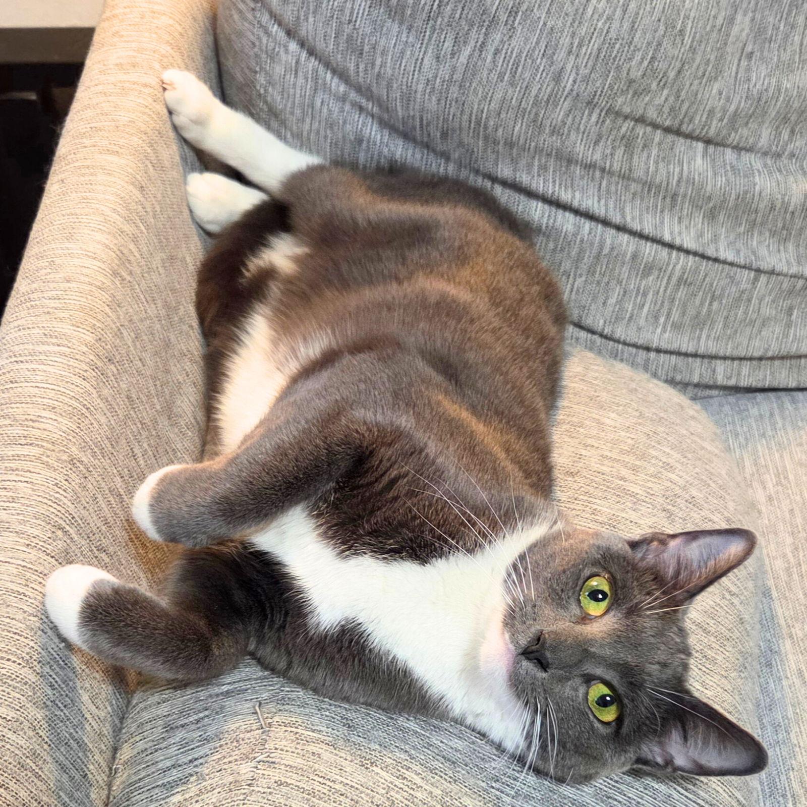 Enlarge Peanut Butter, a Adoptable Domestic Short Hair in Brooklyn, NY image 2/3