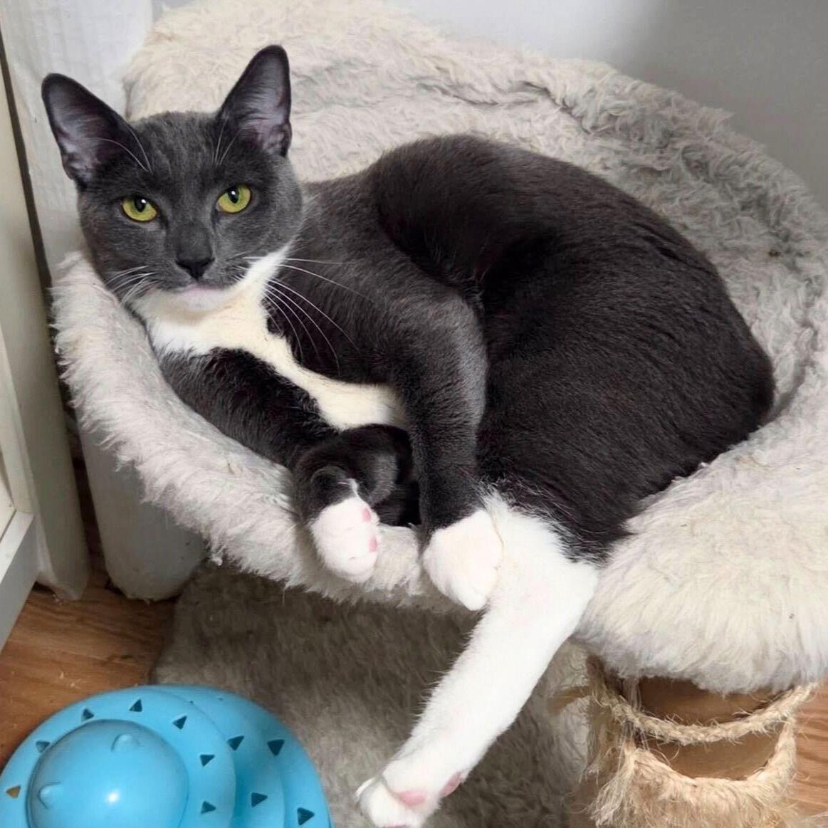 Peanut Butter, a Adoptable Domestic Short Hair in Brooklyn, NY image 3/3