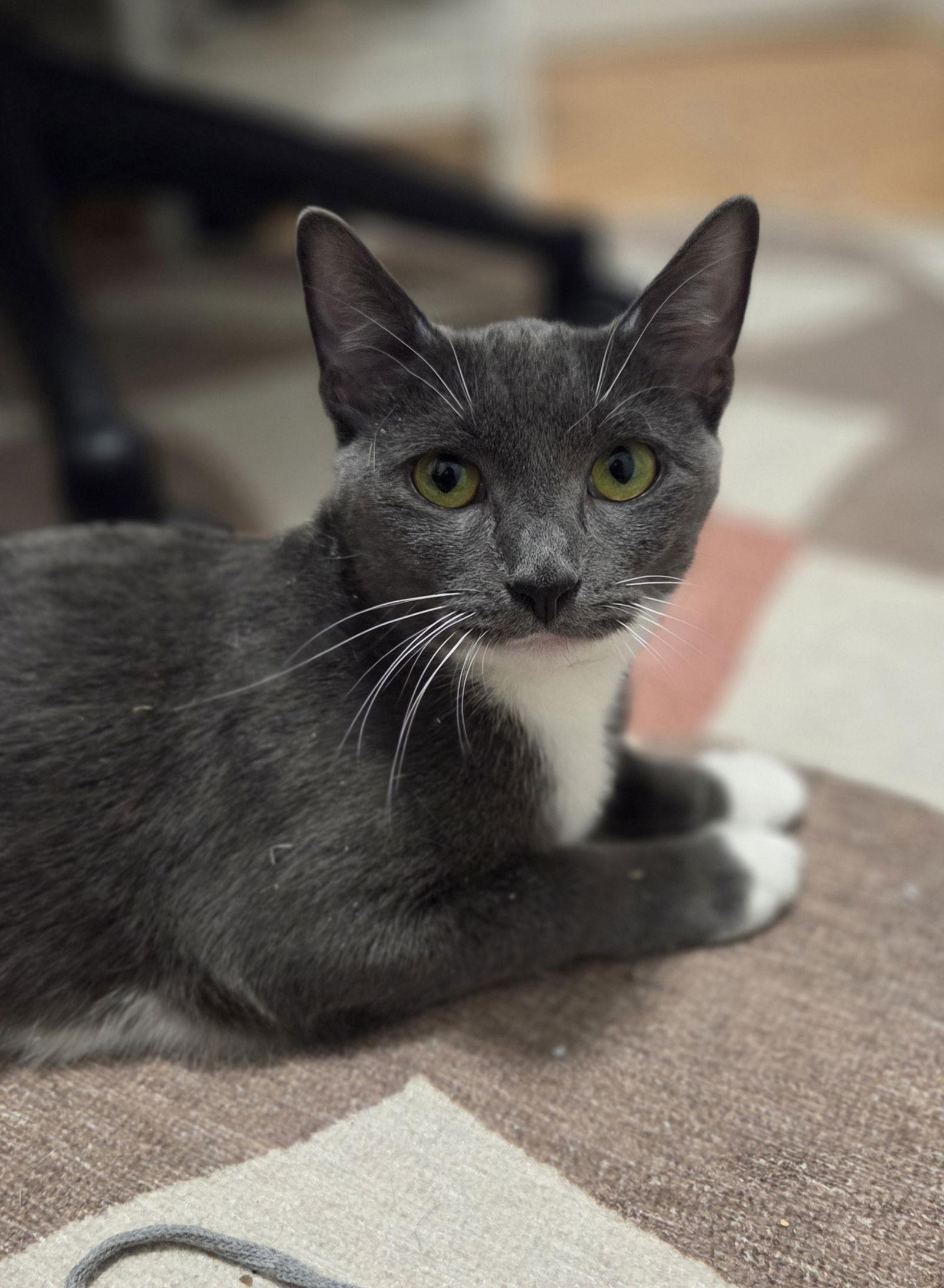 Peanut Butter, a Adoptable Domestic Short Hair in Brooklyn, NY image 3/3