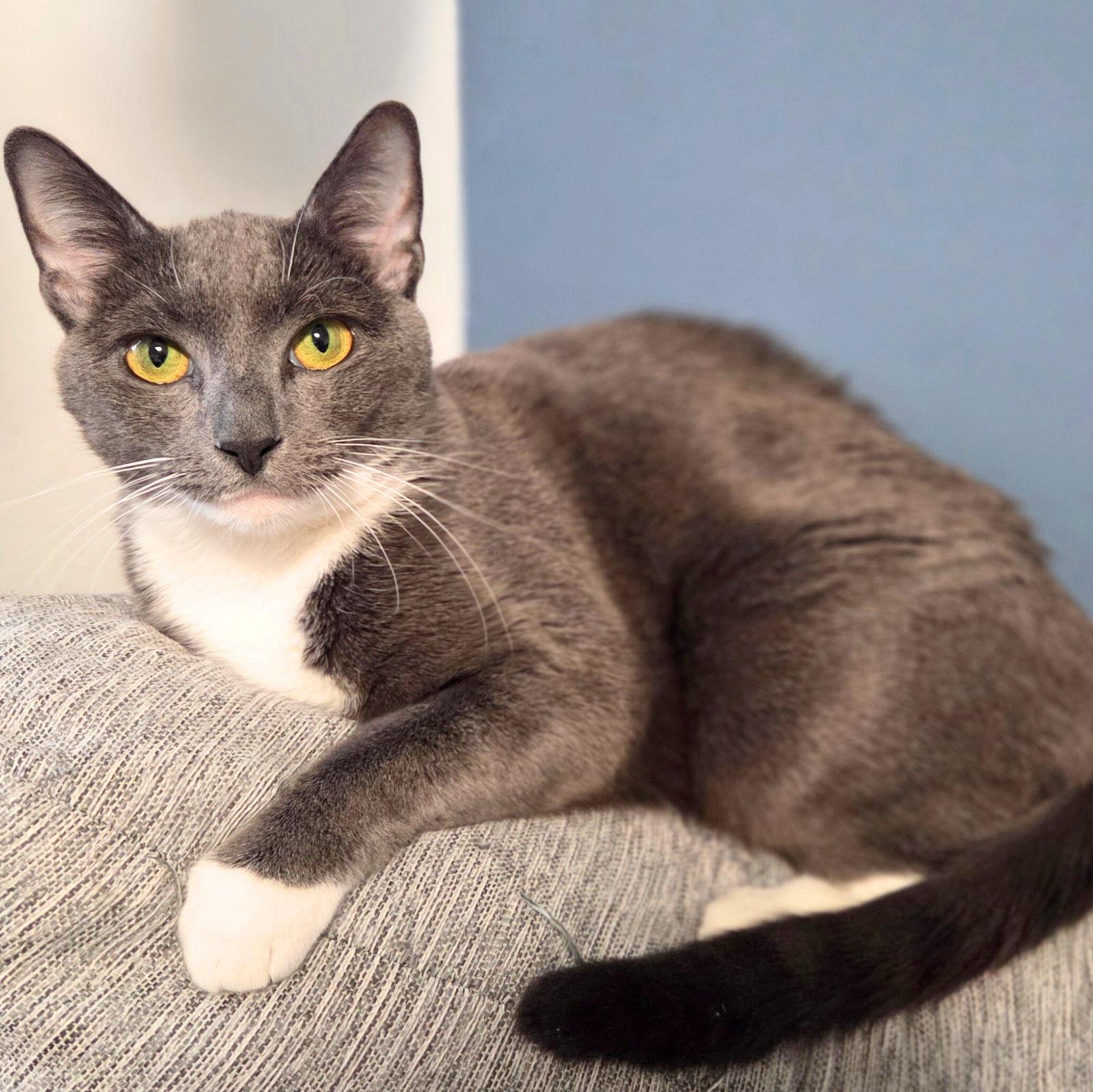 Enlarge Peanut Butter, a Adoptable Domestic Short Hair in Brooklyn, NY image 3/3