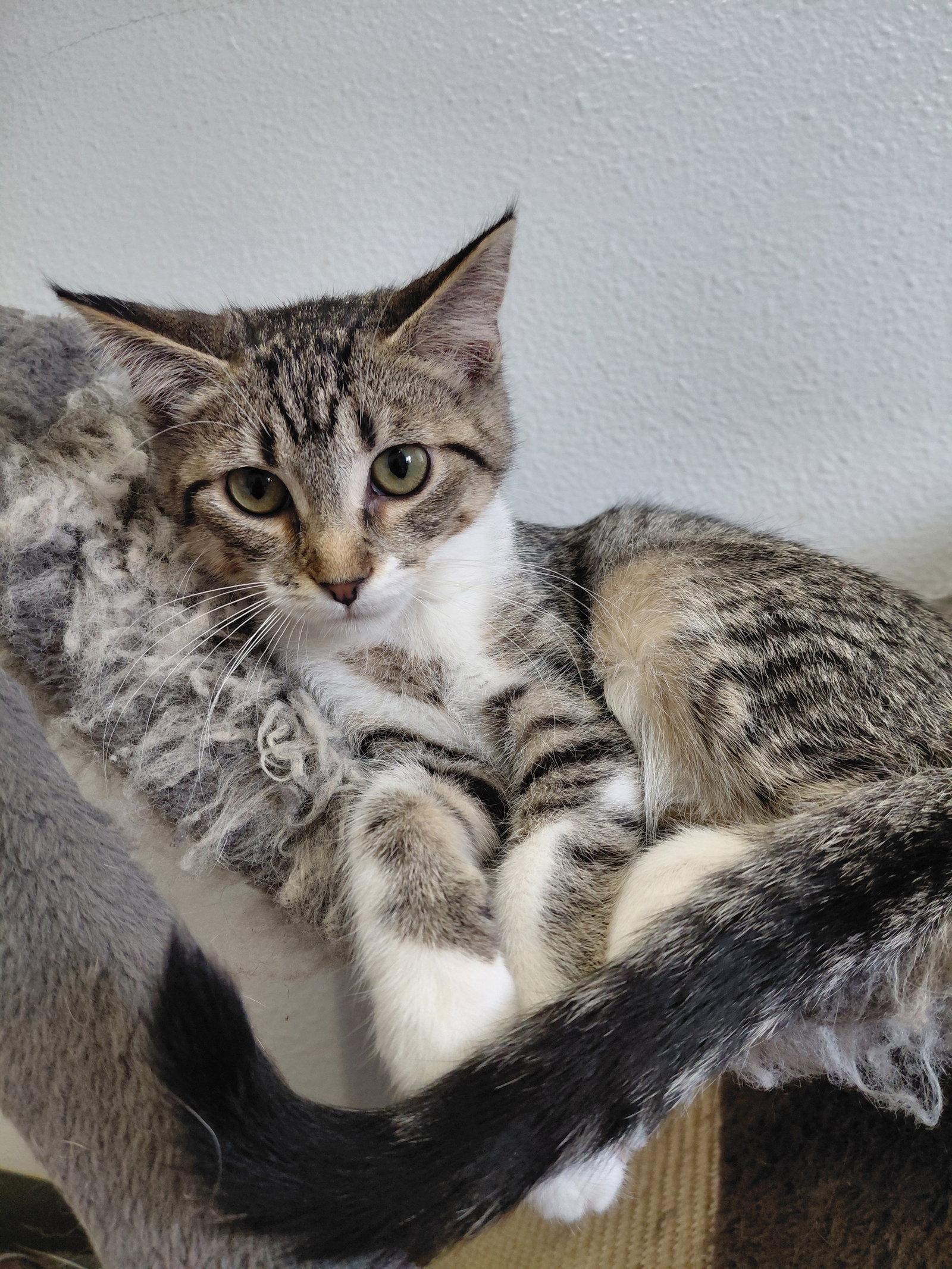 Bindi, Adoptable, Kitten Female Domestic Short Hair.