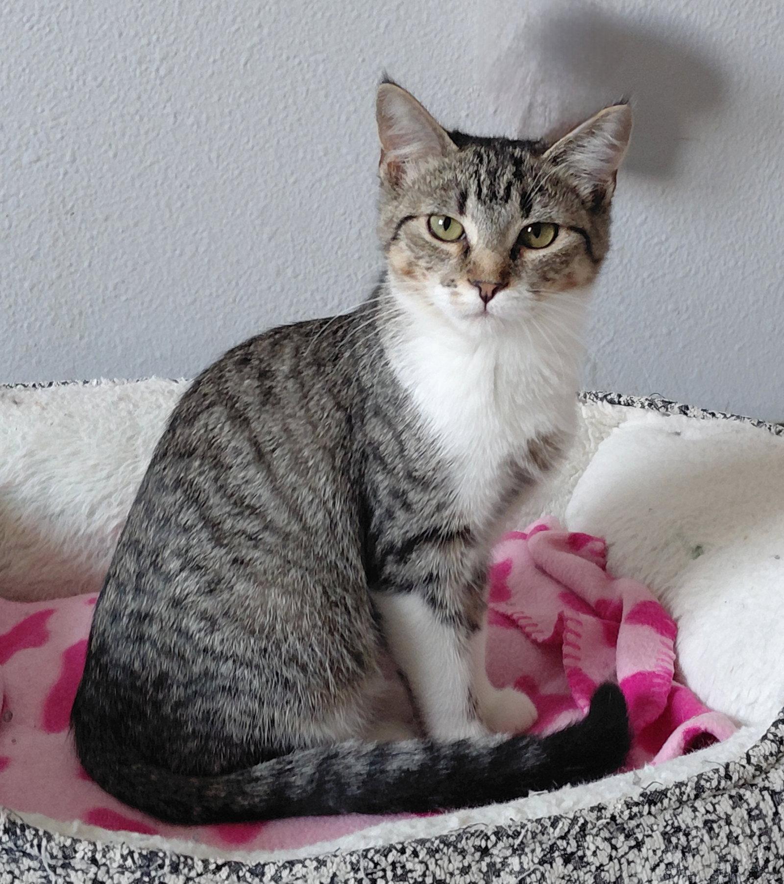 Bindi, a Adoptable Domestic Short Hair in Montello, WI image 2/3