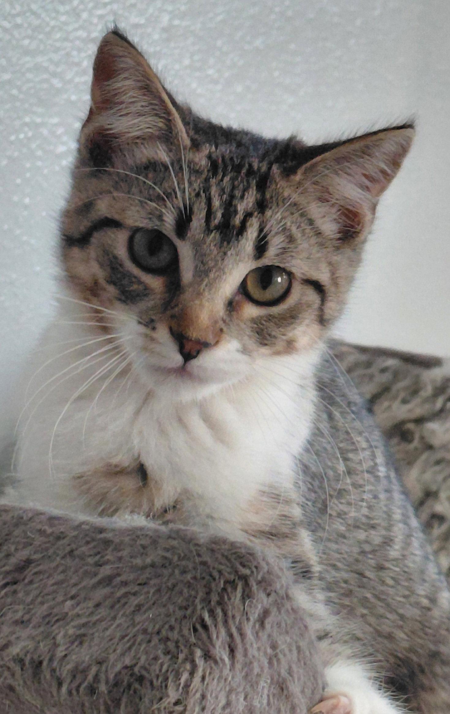 Bindi, a Adoptable Domestic Short Hair in Montello, WI image 3/3