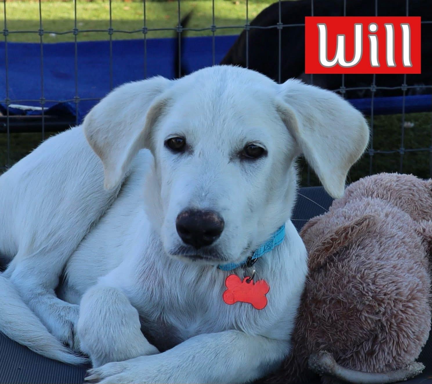 Enlarge Will, a Adopted Great Pyrenees in Fort Worth, TX image 1/1