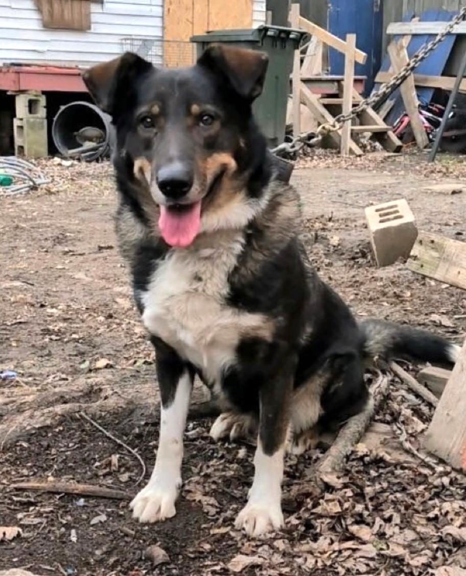 Enlarge Brody, a Adoptable mixed breed in New Albany, OH image 2/6