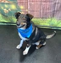 Enlarge Brody, a Adoptable mixed breed in New Albany, OH image 5/6