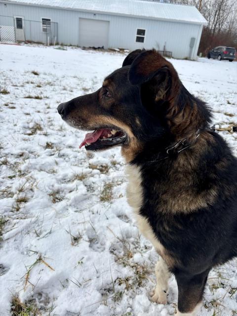 Enlarge Brody, a Adoptable mixed breed in New Albany, OH image 6/6