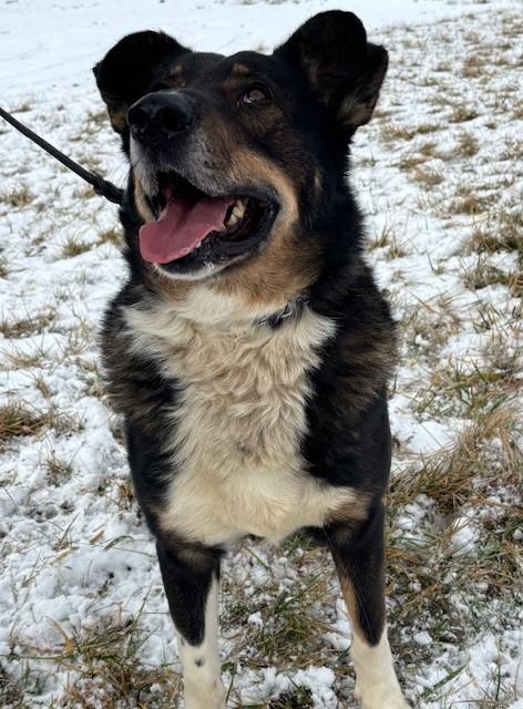 Enlarge Brody, a Adoptable mixed breed in New Albany, OH image 3/6