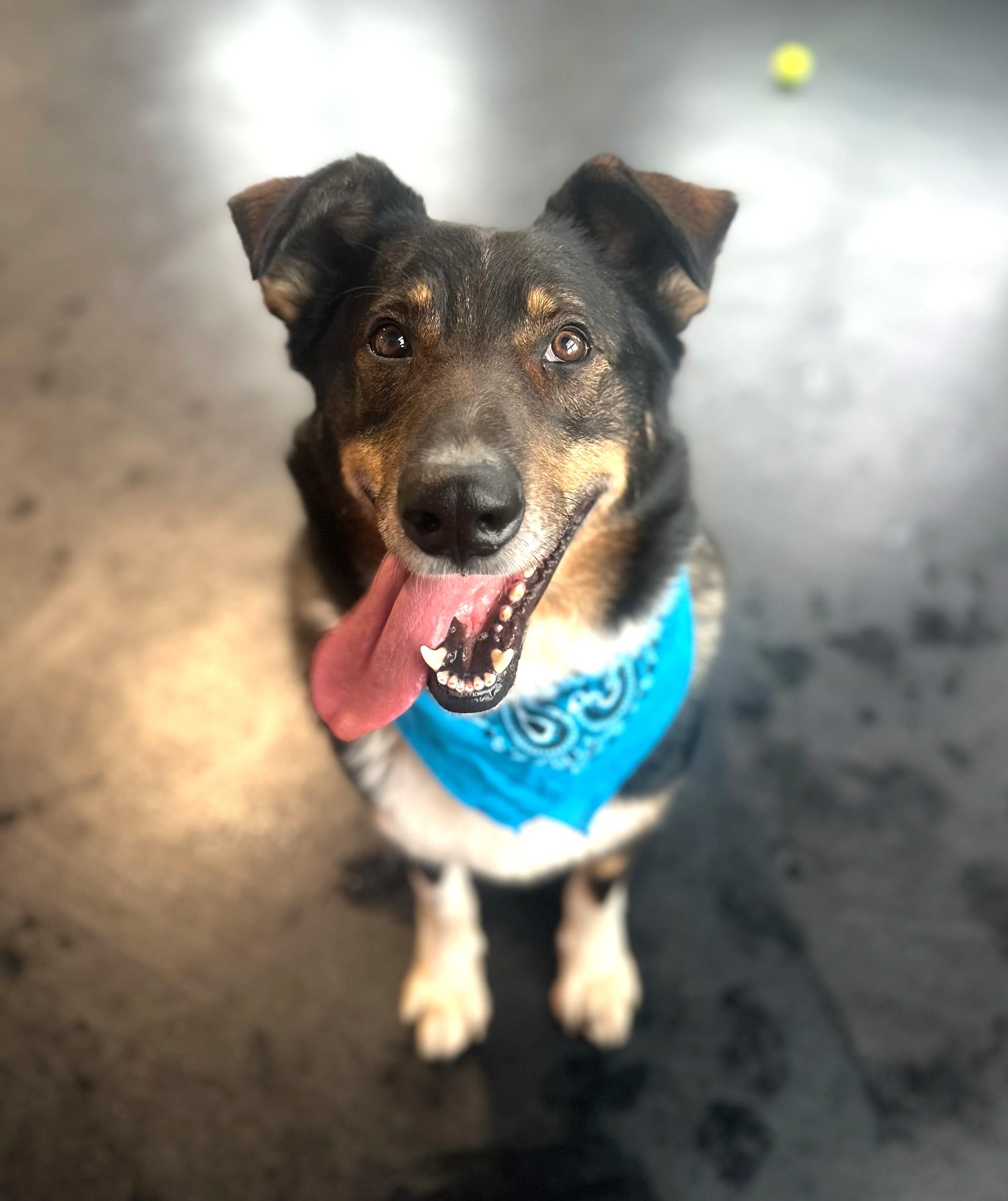 Enlarge Brody, a Adoptable mixed breed in New Albany, OH image 1/6