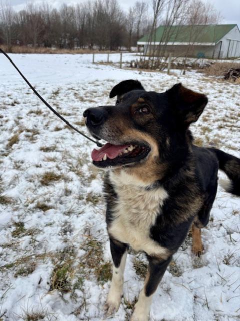 Enlarge Brody, a Adoptable mixed breed in New Albany, OH image 5/6