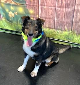 Enlarge Brody, a Adoptable mixed breed in New Albany, OH image 2/6