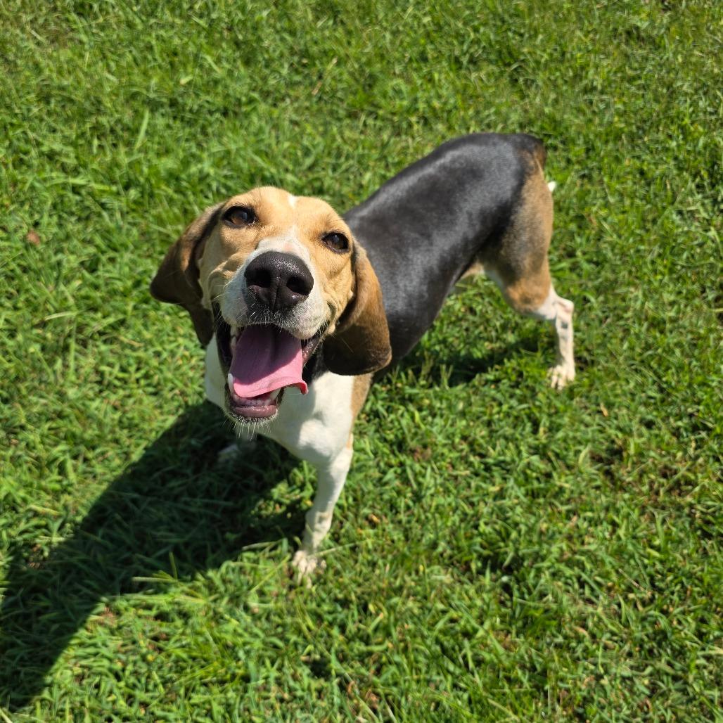 Zoey, Adoptable, Adult Female Hound & Mixed Breed.