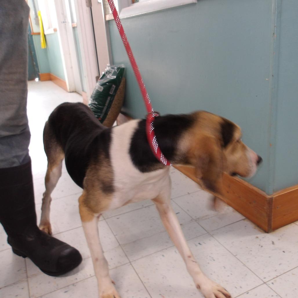 Enlarge Zoey, a Adoptable mixed breed in Marble, NC image 2/3