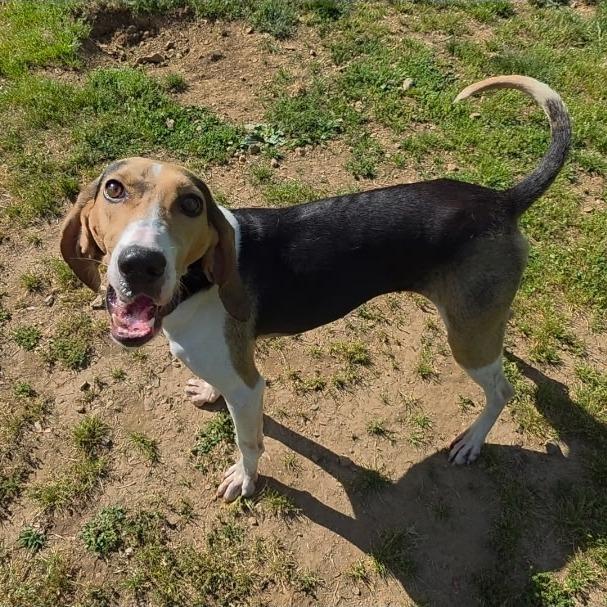 Enlarge Zoey, a Adoptable mixed breed in Marble, NC image 3/3