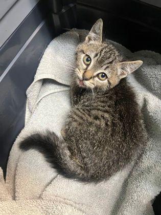 Felix, ADOPTABLE, Young Male Domestic Short Hair.