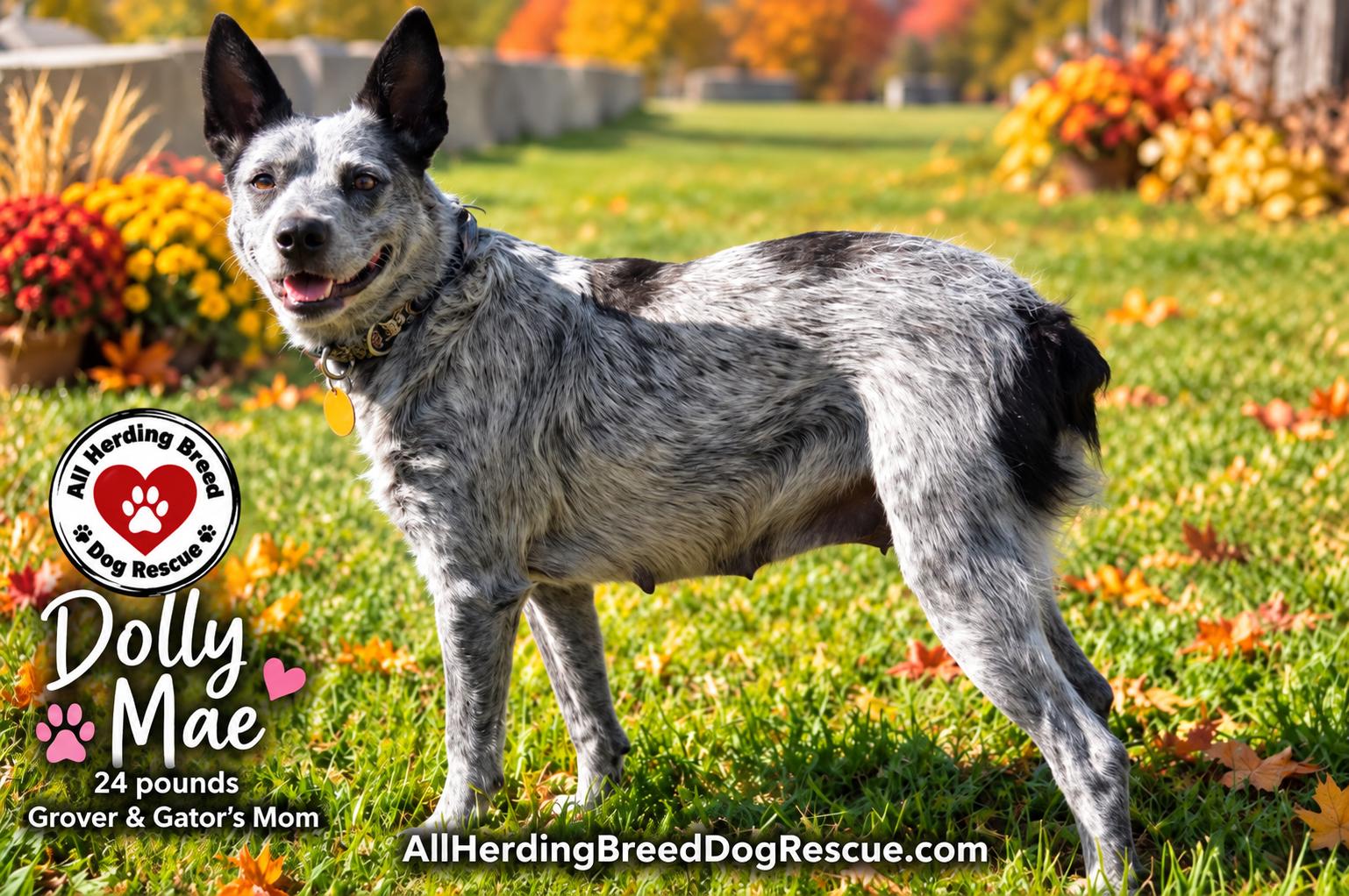 Enlarge Gator, a Adopted mixed breed in Joliet, IL image 4/4