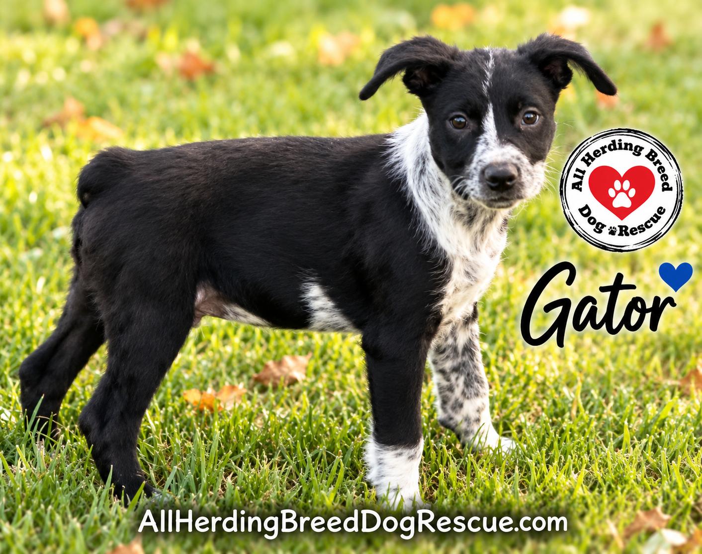 Enlarge Gator, a Adopted mixed breed in Joliet, IL image 1/4