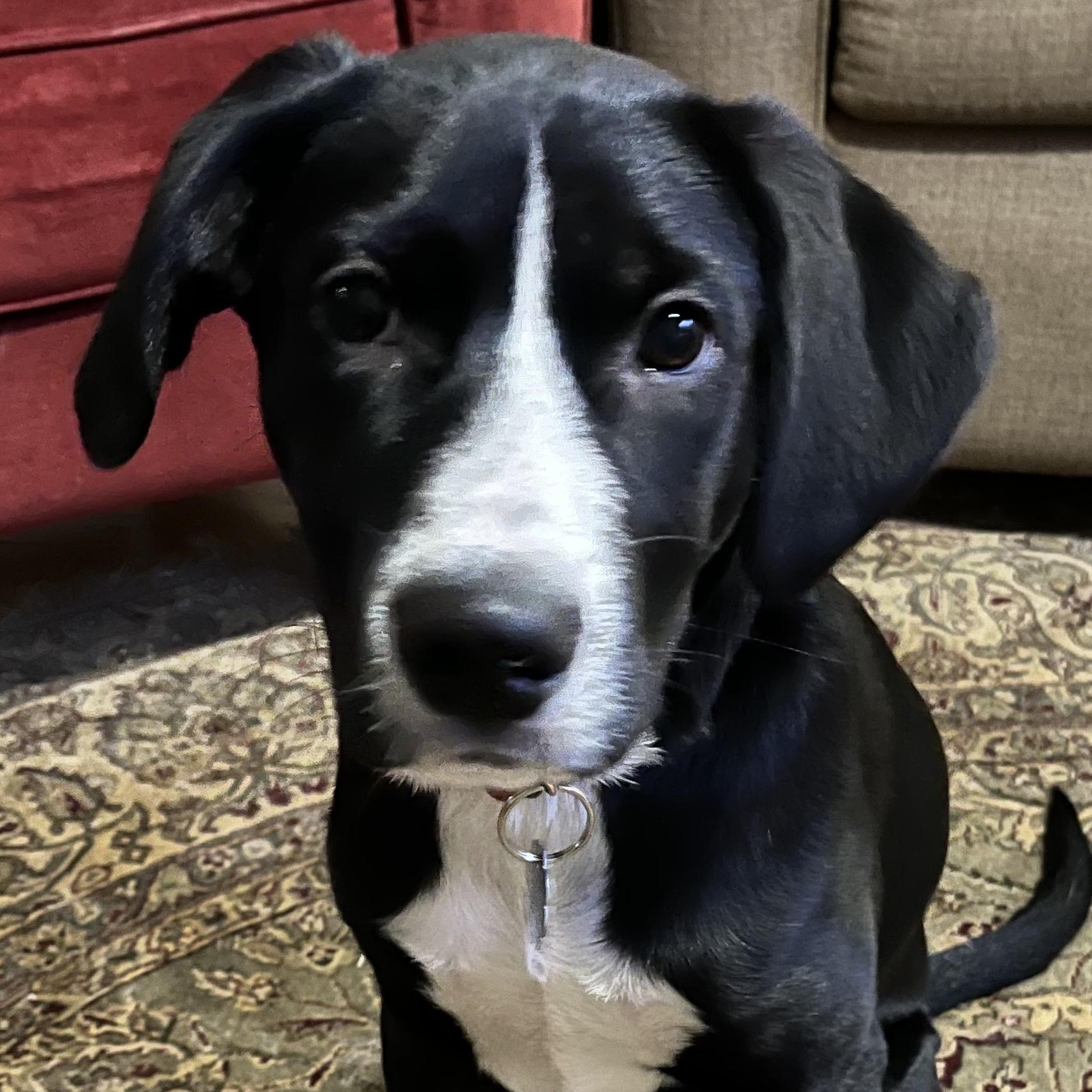 Captain America, Adoptable, Puppy Male Border Collie & English Coonhound.